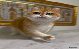 British Shorthair cats for sale: GCCF golden BSH ❤️ - Image 6