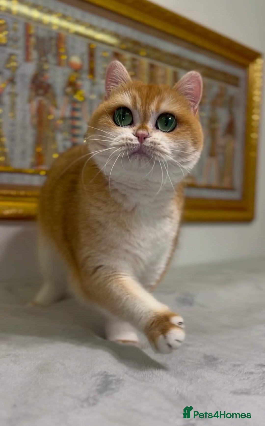 British Shorthair cats for sale: GCCF golden BSH ❤️ - Image 6