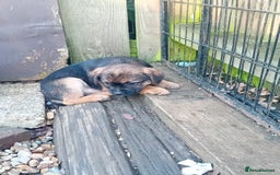 Border Terrier dogs for sale: Pure border terrier puppies  - Advert 5