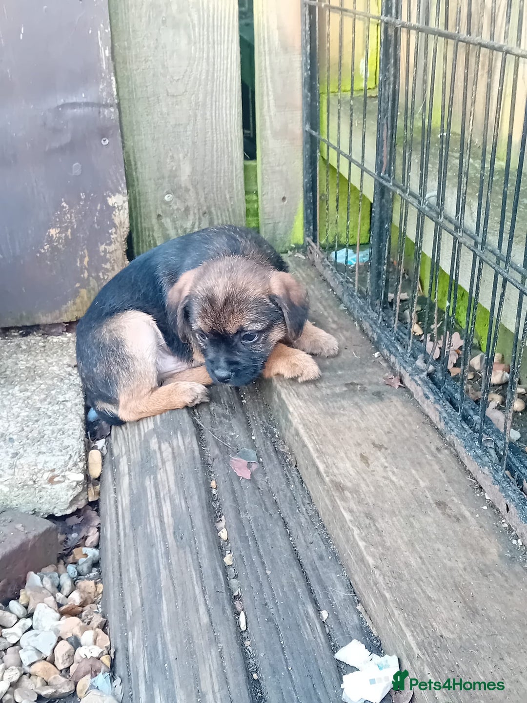 Border Terrier dogs for sale: Pure border terrier puppies  - Advert 5