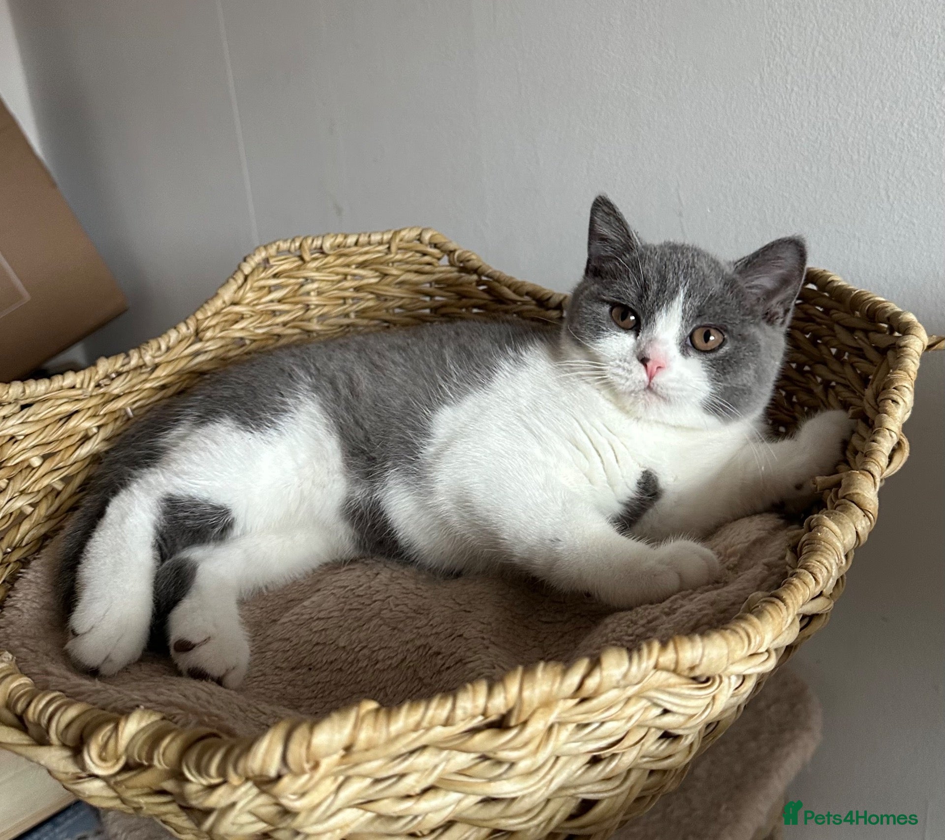 British Shorthair cats Last 2 boys! Blue/White British Shorthair - Advert 1