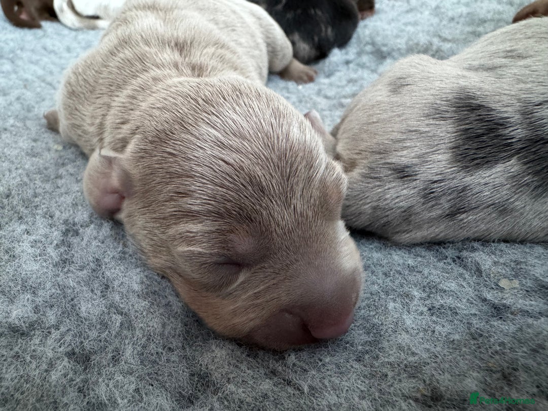 Miniature Dachshund dogs for sale: 🐾Stunning Miniature Dachshunds🐾🤩 - Image 5