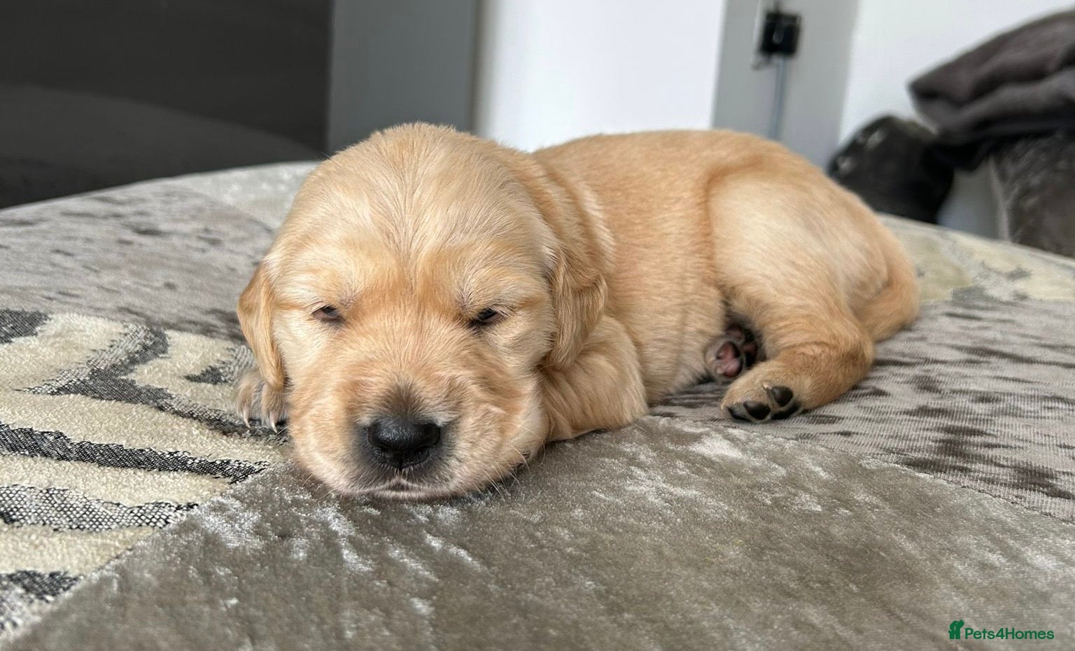 Golden Retriever dogs Beautiful golden retriever puppies - Advert 2