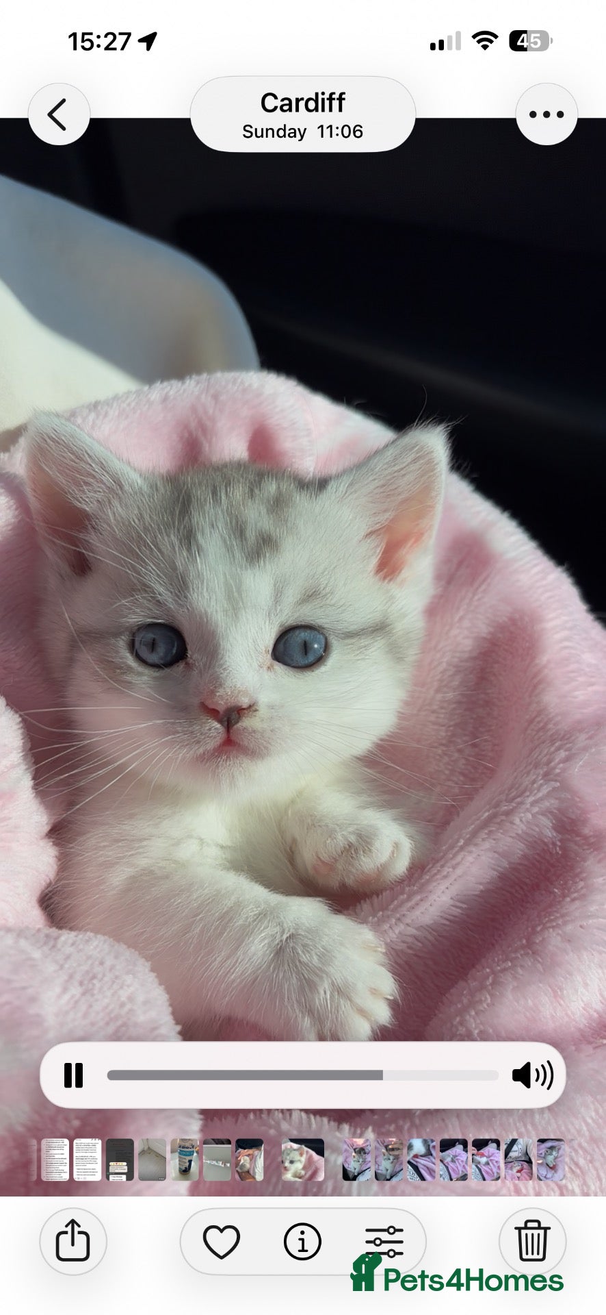 British Shorthair cats ✨ **A Truly Special Tiny Munchkin Girl** ✨ - Advert 1