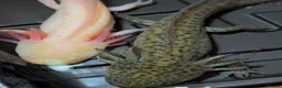 Axolotl reptiles for sale: Beautiful hypo baby Axolotls available last few  - Advert 17