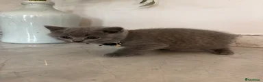 British Shorthair 2