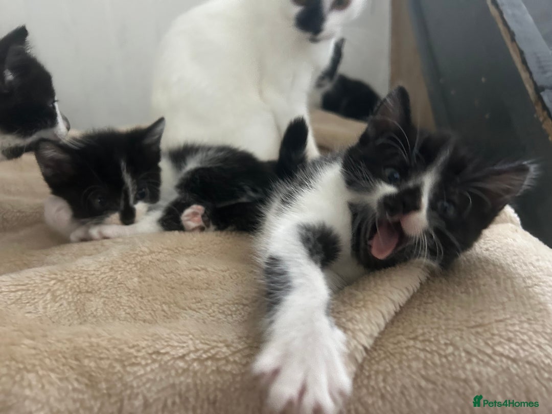 Mixed Breed cats for sale: Beautiful marking very fluffy  - Image 18