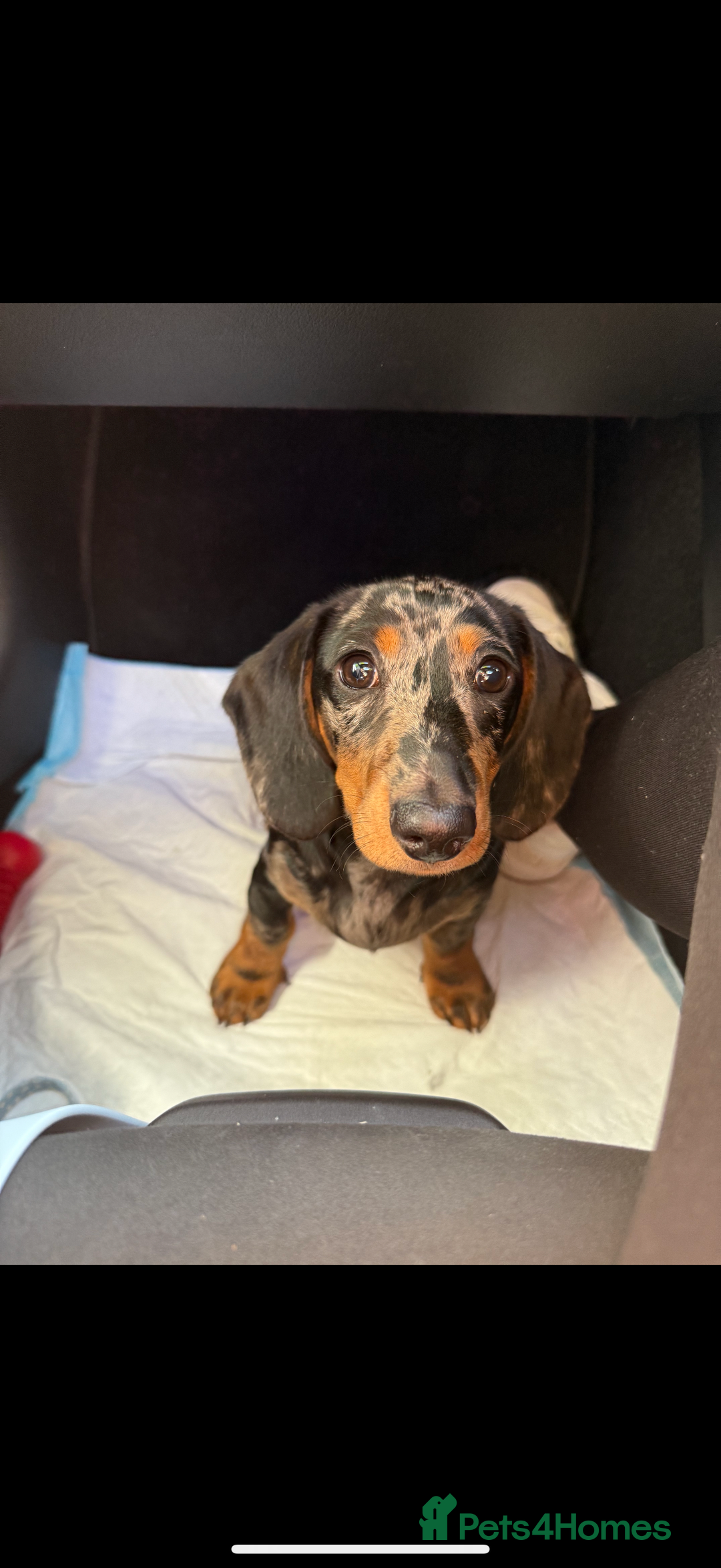Dachshund dogs for sale: Black & Tan Dapple Dachshund - 8 month old - Image 9