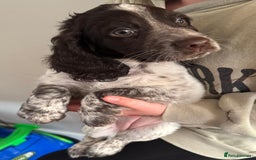 Sprocker dogs for sale: Liver Roan Sprocker Girl - Image 3