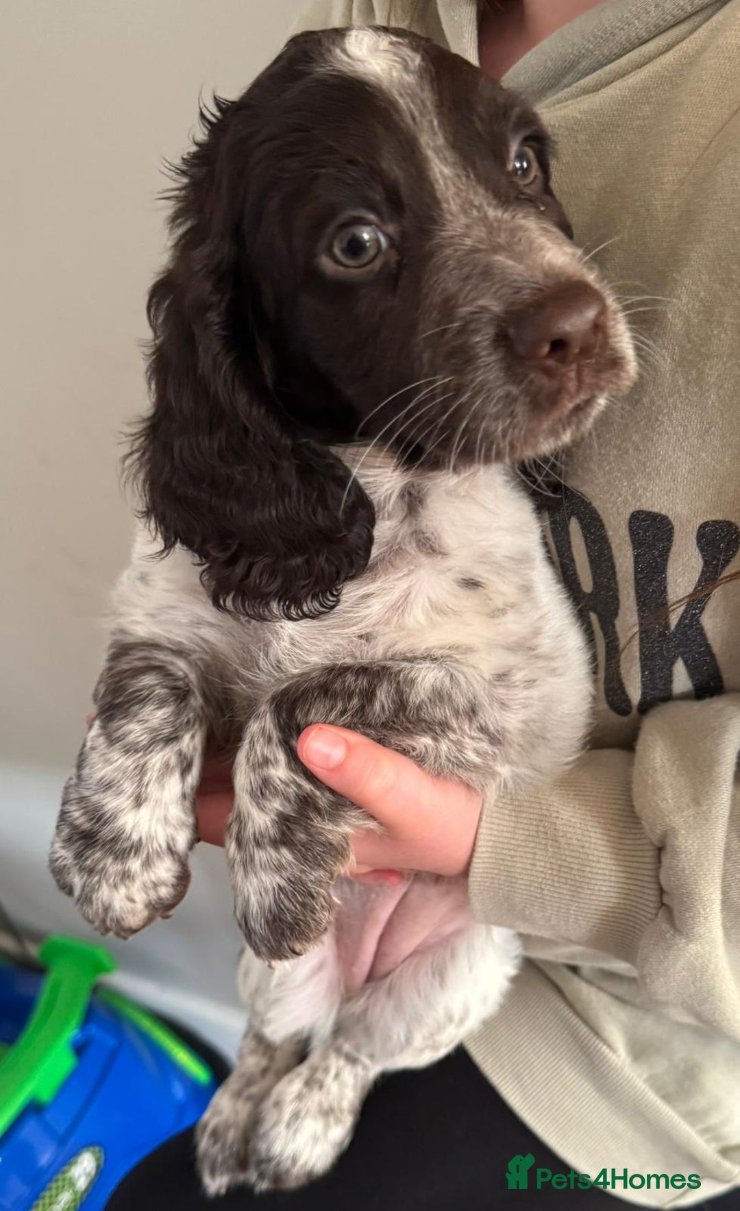 Sprocker dogs for sale: Liver Roan Sprocker Girl - Image 3