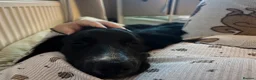 Mixed Breed dogs for sale: Rocky  - Advert 3