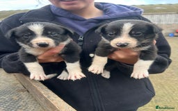 Border Collie dogs for sale: Collie pups  - Image 1