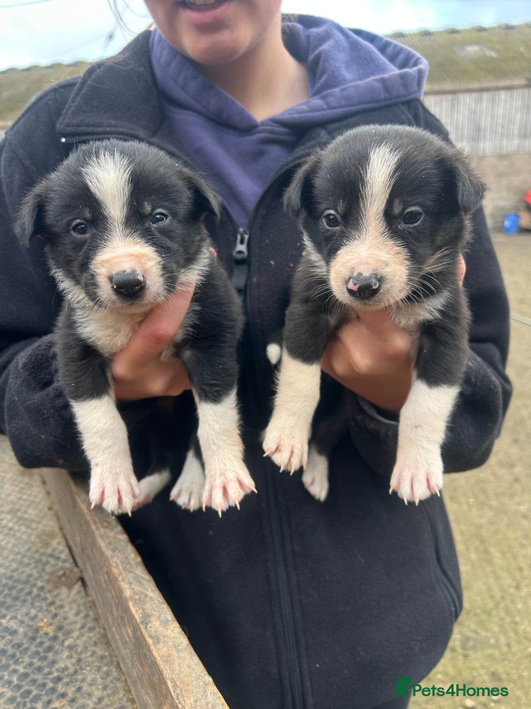 Border Collie dogs for sale: Collie pups  - Image 1