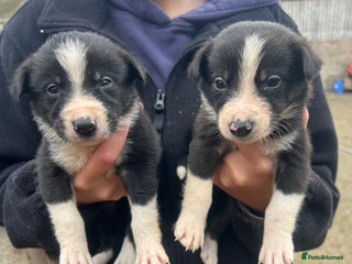 Border Collie dogs - Advert 4