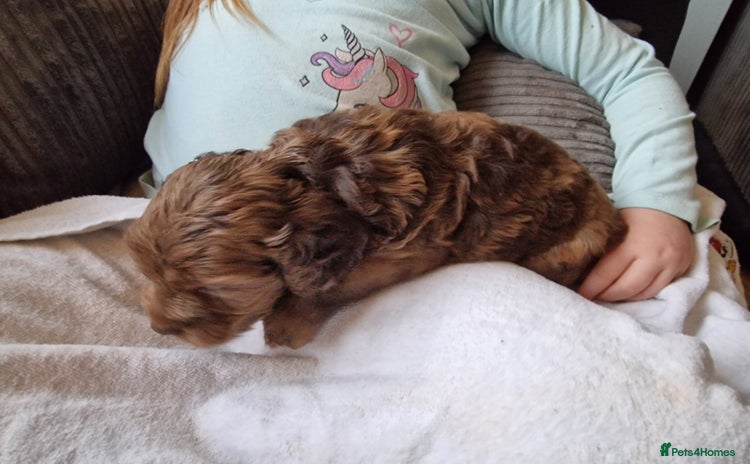 Cockapoo dogs - Advert 14