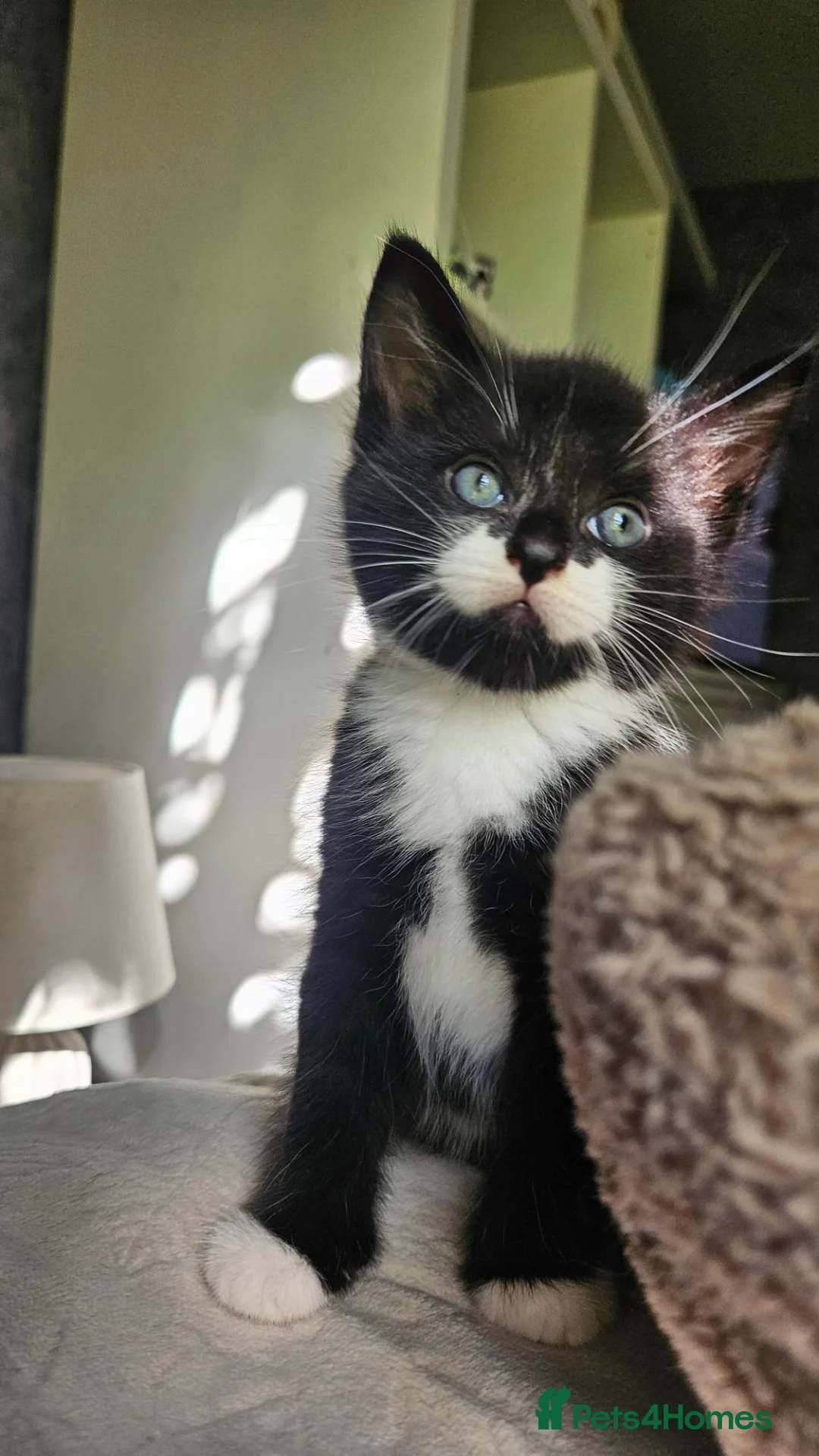 Mixed Breed cats for sale: Three playfull kittens looking for forever homes. - Advert 16