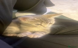 British Shorthair cats for sale: Beautiful 11 week old kitten  - Image 2