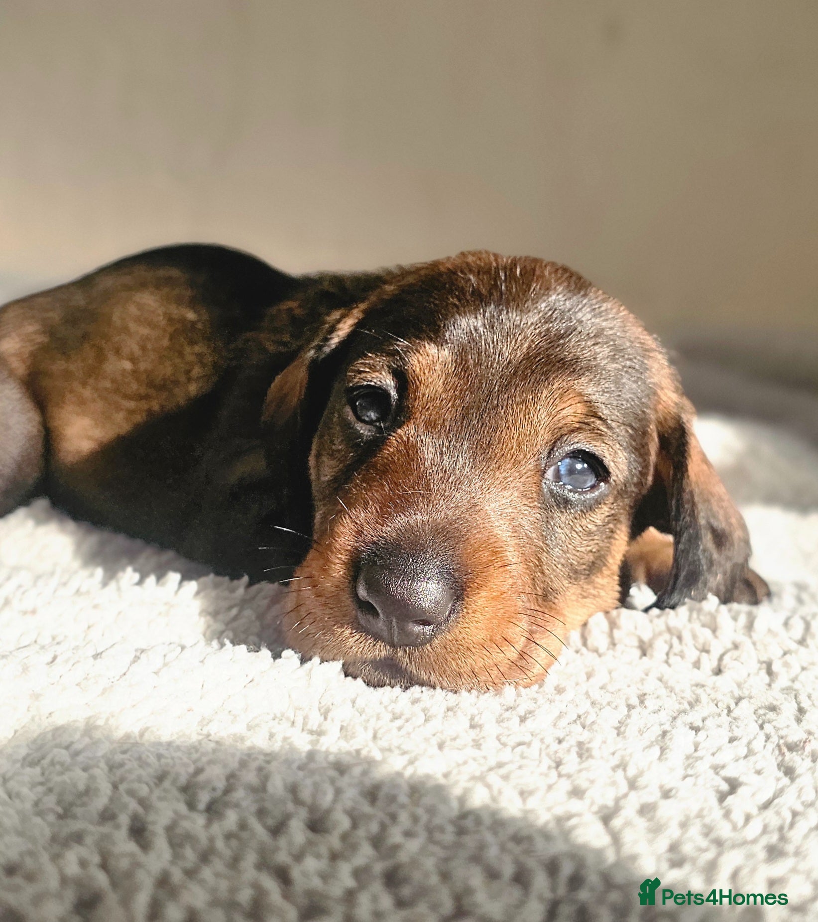 Dachshund dogs Standard Wirehair dachshund  - Advert 7