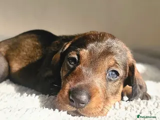 Dachshund dogs Standard Wirehair dachshund - Advert 7