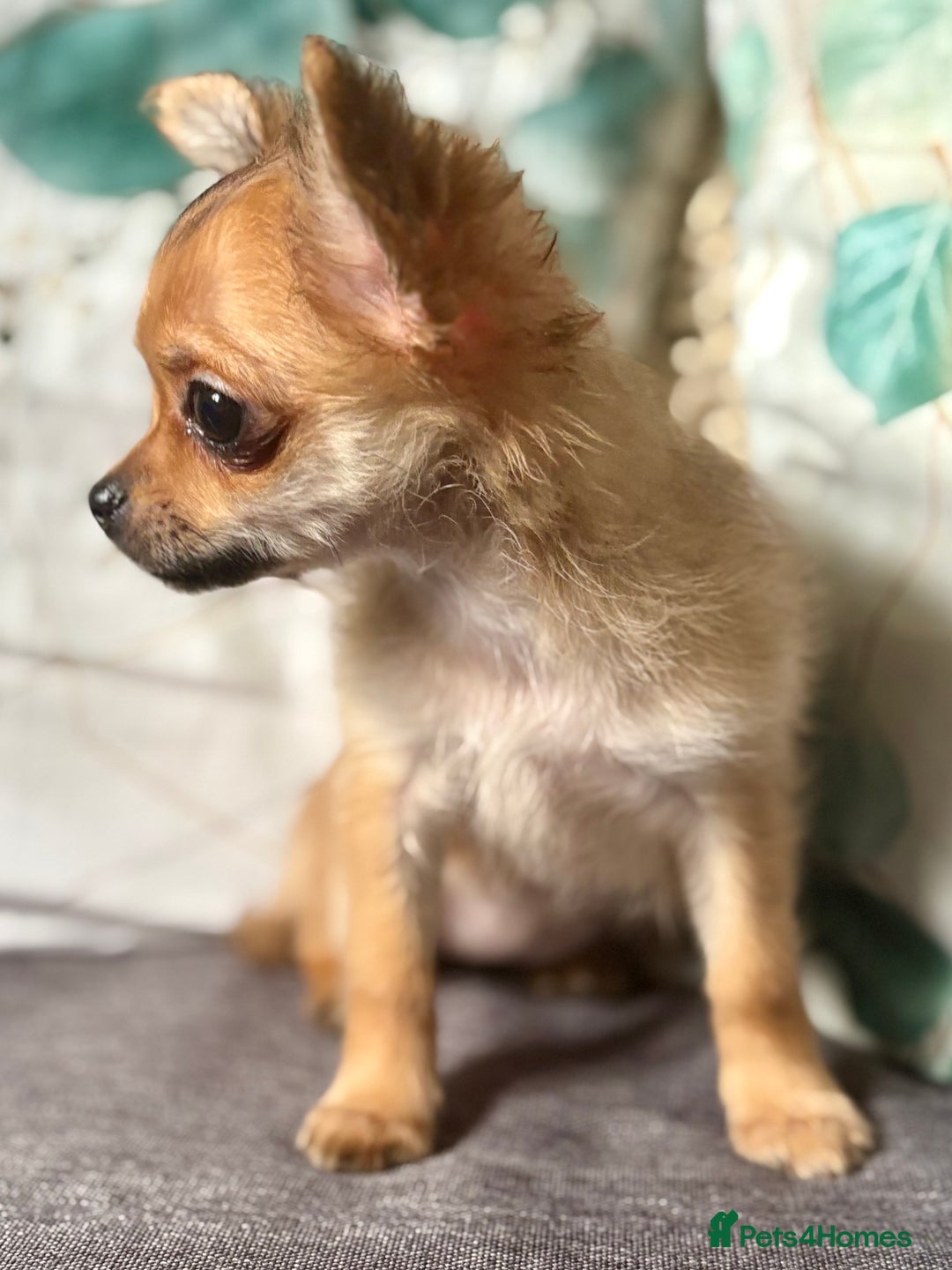 Chihuahua dogs for sale: REDUCED last long hair female pup. - Image 12