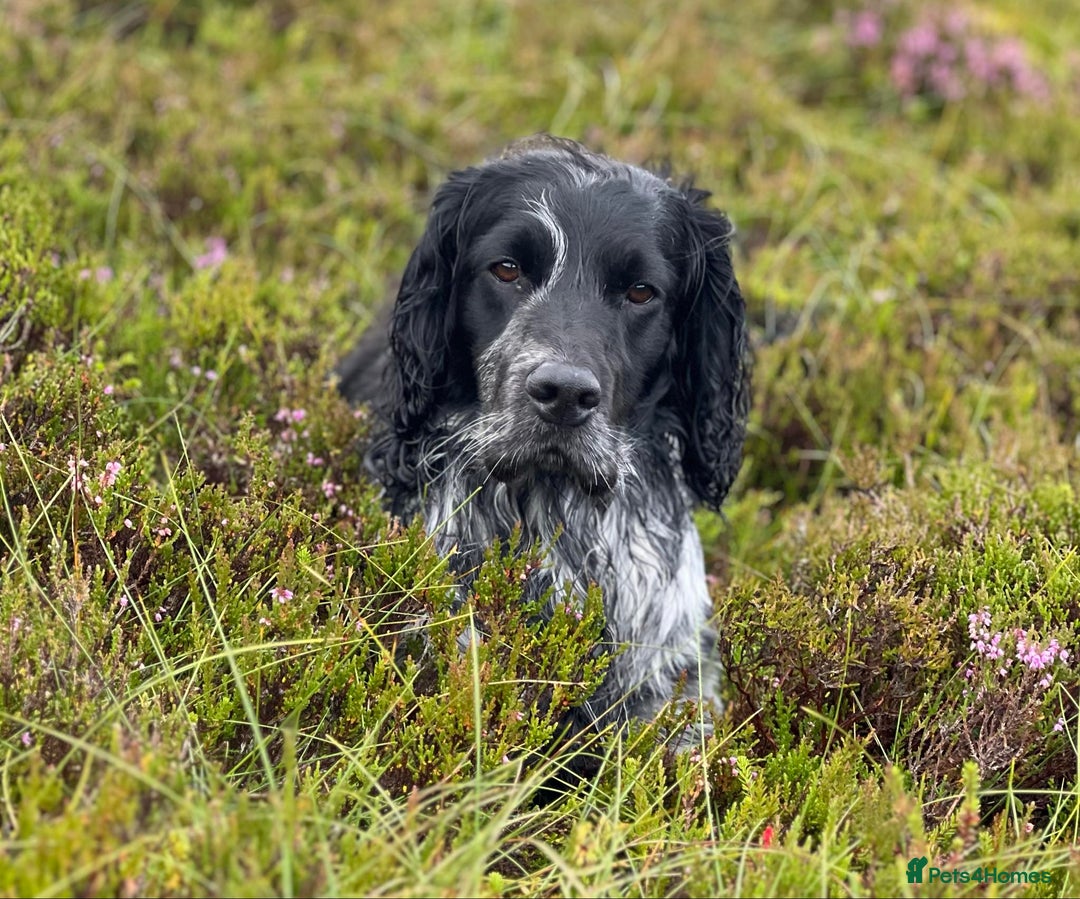 Cocker Spaniel dogs for sale: Beautiful Cocker Spaniel Puppies - Image 4