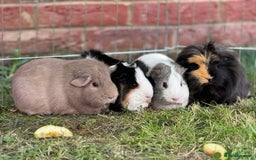 Guinea Pig rodents for sale: 4 Bonded Female Guinea Pigs  - Advert 1