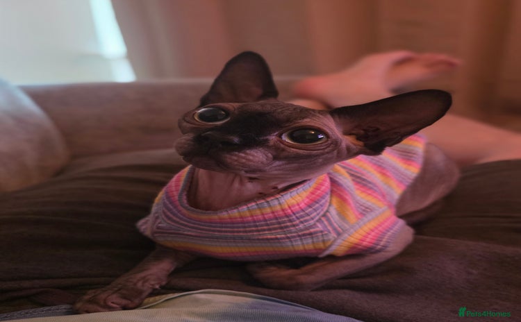 Sphynx cats - Advert 2