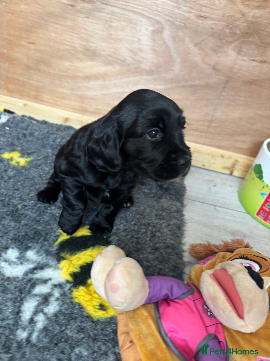 Sprocker dogs for sale: Sprocker Spaniel Puppies  - Advert 7