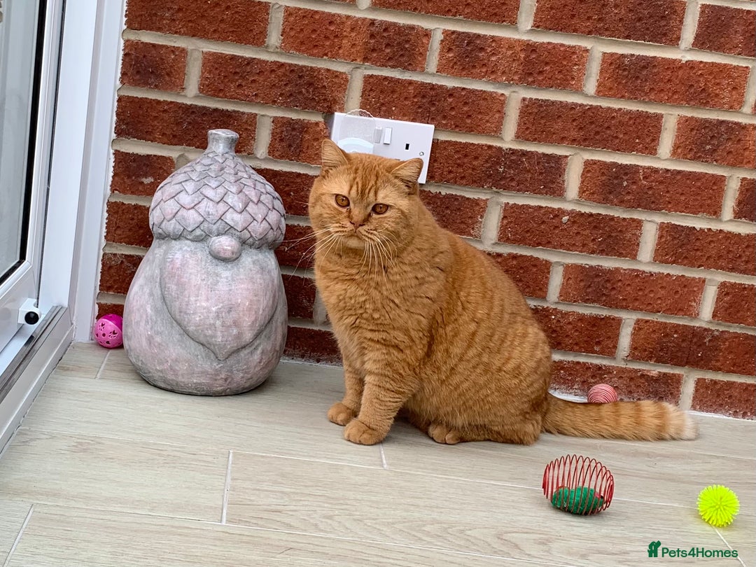 British Shorthair cats for stud: 🐾Gccf Champion Red Boy for stud only🐾 - Advert 5