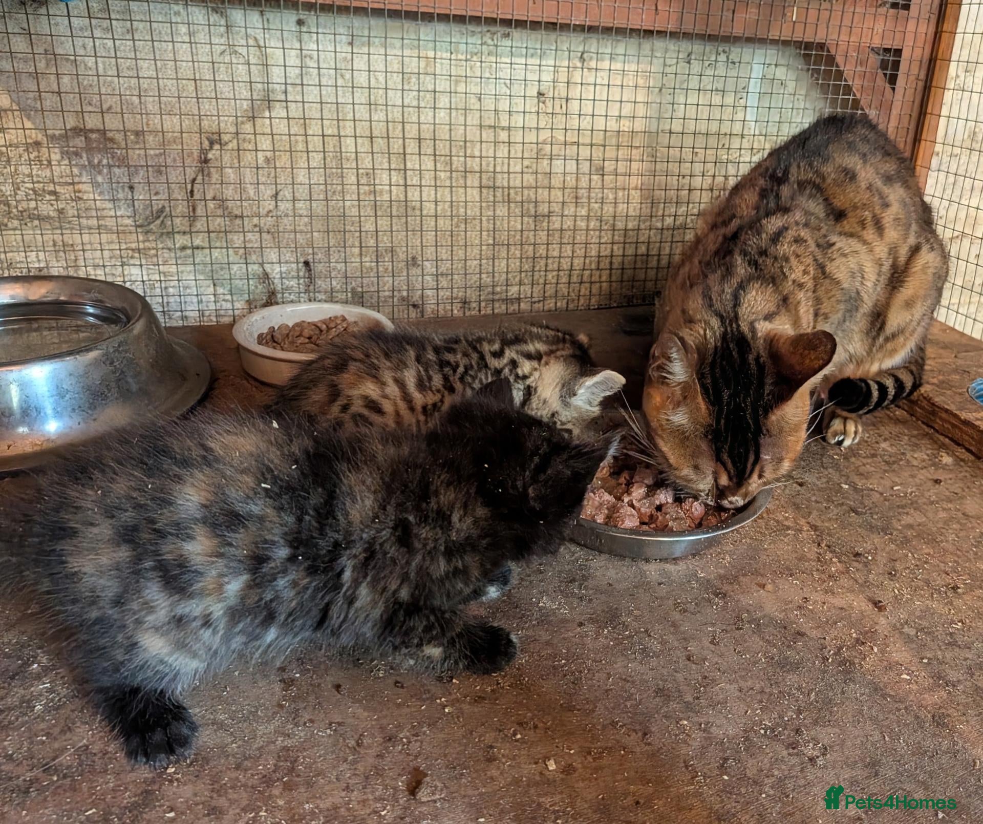 Mixed Breed cats Gorgeous Bengal X girls - Advert 1