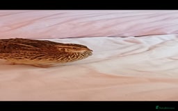 Quail poultry for sale: Two Female Coturnix quail - Advert 2