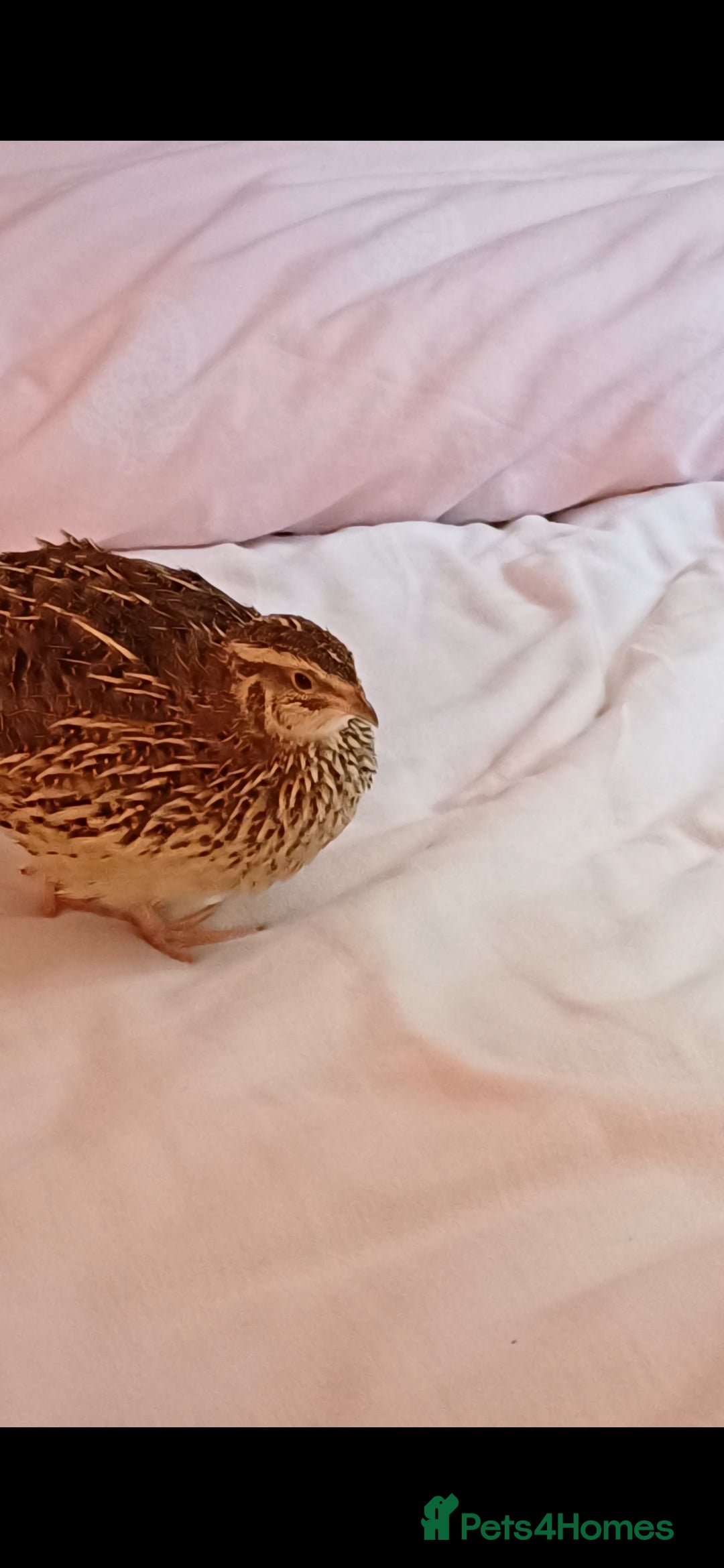 Quail poultry for sale: Two Female Coturnix quail - Advert 2
