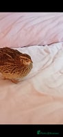 Quail poultry Two Female Coturnix quail - Advert 2
