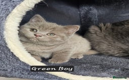 British Shorthair cats for sale: British short hair kittens - Advert 12