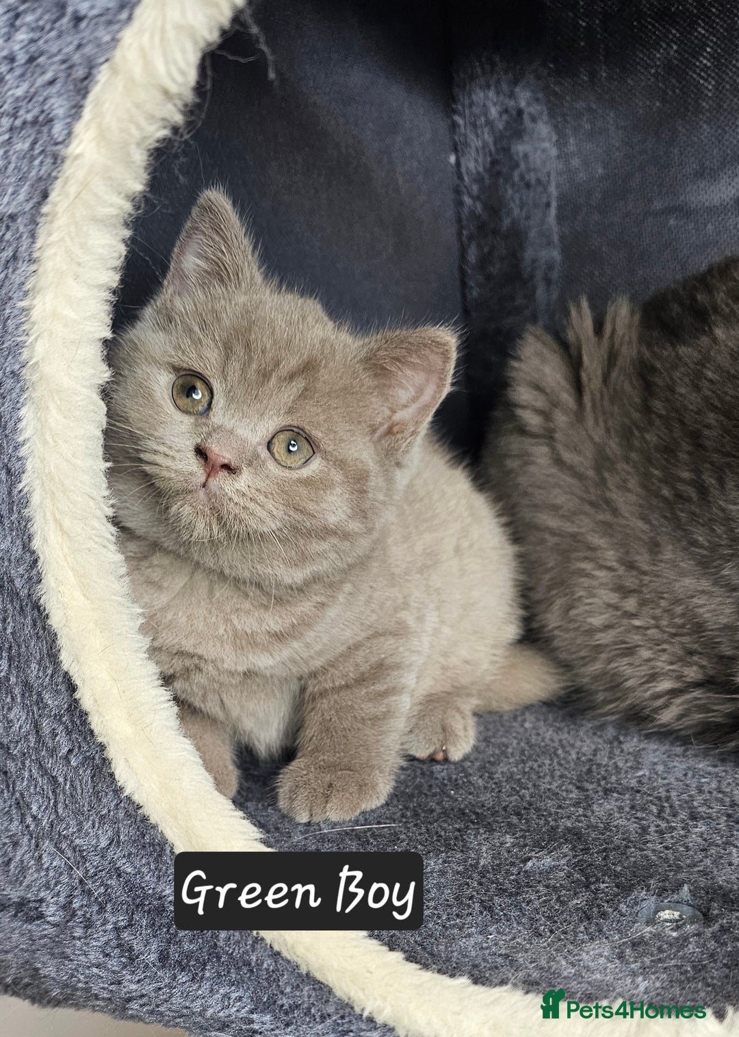 British Shorthair cats for sale: British short hair kittens - Advert 12