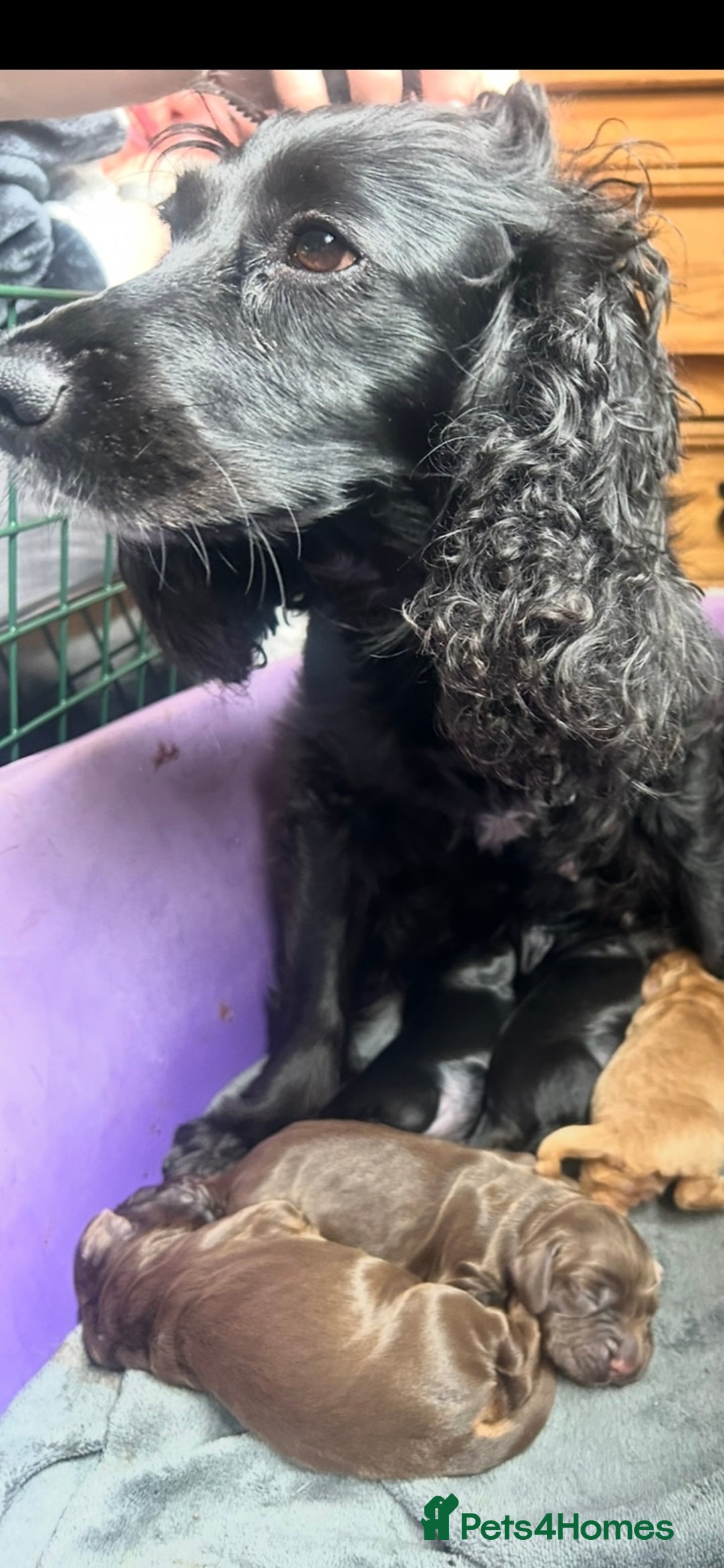Cocker Spaniel dogs for sale: Cocker Spaniel Purebred Puppies Bitches available - Image 28