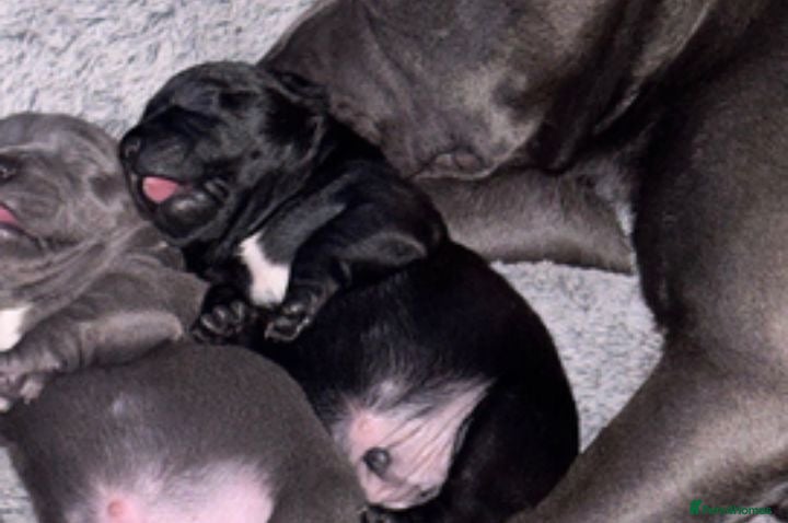 Staffordshire Bull Terrier dogs Most Friendly Staffy’s & Great Personality  - Advert 8