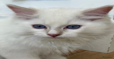 Ragdoll cats - Advert 16