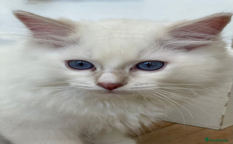 Ragdoll cats - Advert 3