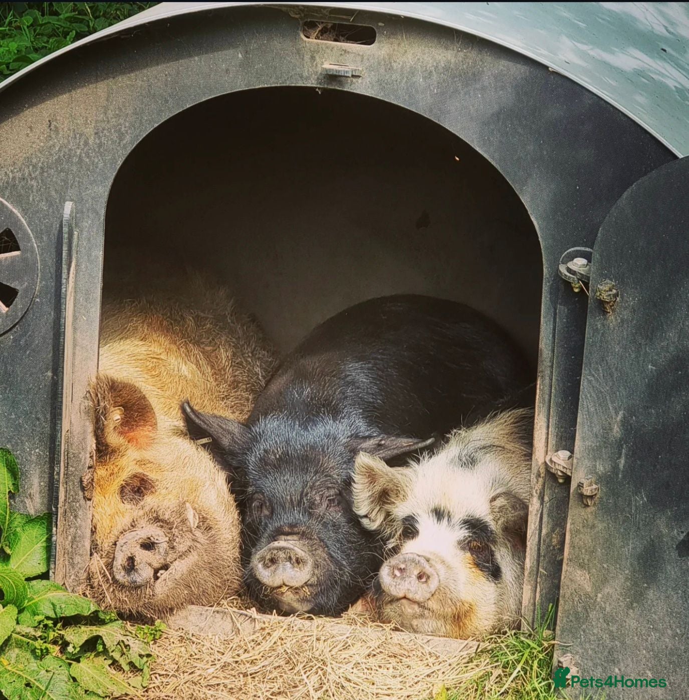 Pig livestock Family of 4 Pure bred Kunekune Pigs - Advert 1