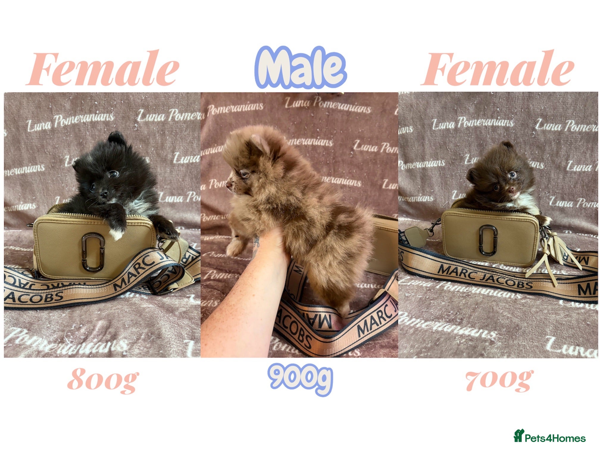 Pomeranian dogs 3 LEFT! DNA 100% Pom🧬KC✨DNA&HEALTH TESTED!  - Advert 4