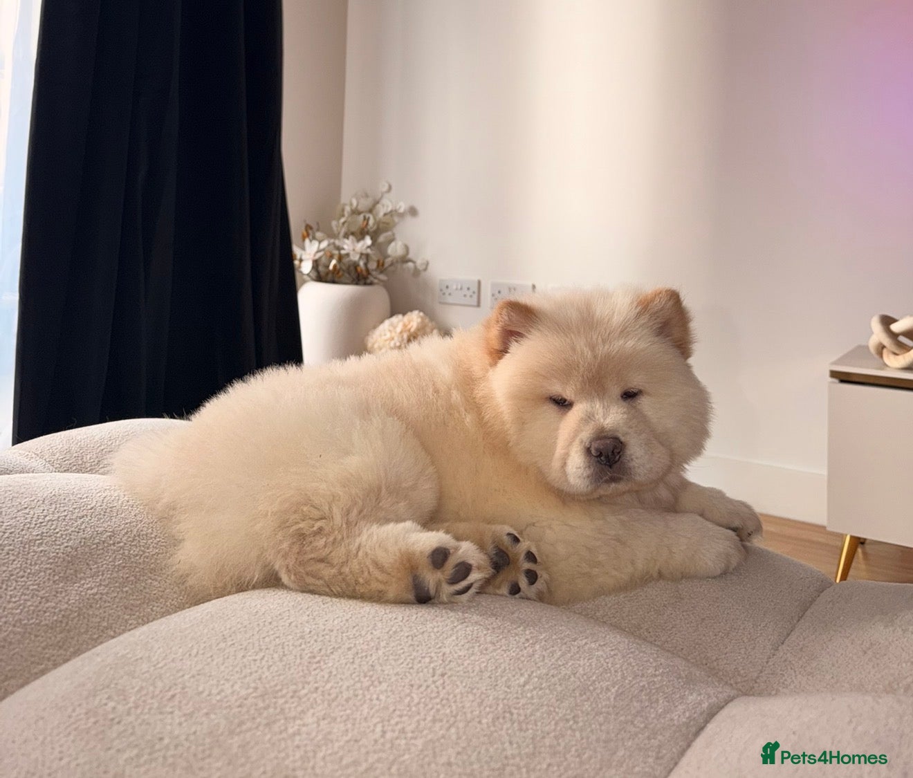 Chow Chow dogs Cream chow chow puppy KC registered - Advert 1