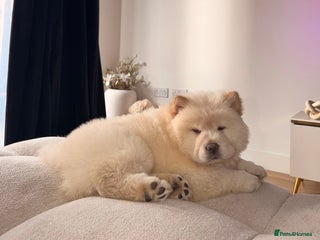 Chow Chow dogs Cream chow chow puppy KC registered - Advert 1