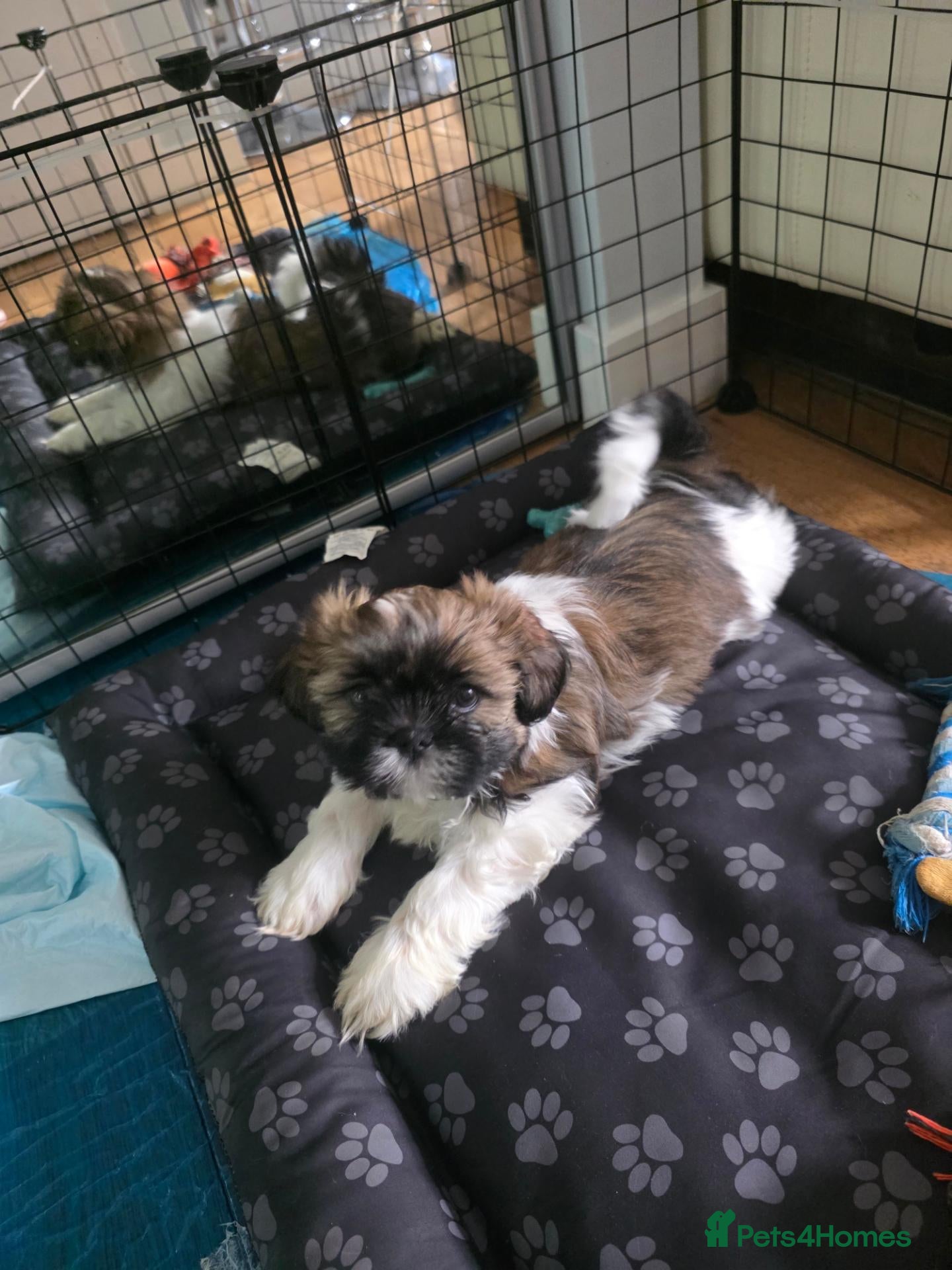 Shih Tzu dogs Shih Tzu puppy for sale - Advert 2