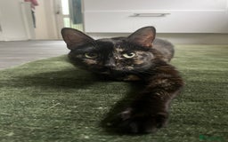Mixed Breed cats for sale: Healthy, loved, well behaved and clean kittens - Image 4