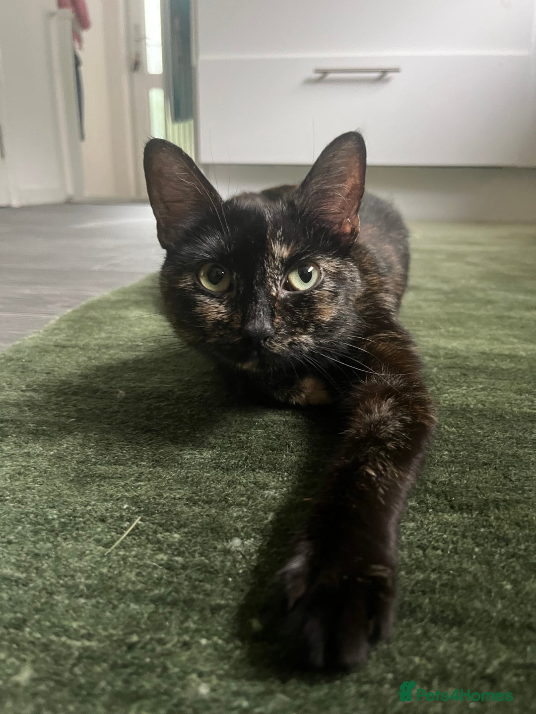 Mixed Breed cats for sale: Healthy, loved, well behaved and clean kittens - Image 4