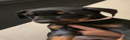 Dobermann dogs for sale: Royal KC Doberman puppies  - Advert 17