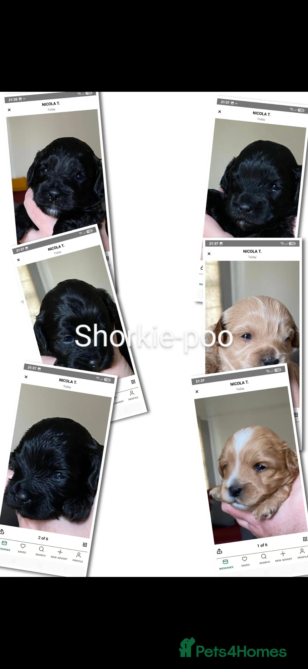 Toy Poodle dogs for stud: toy poodle short notice DNA clear PRA in Nottingham - Advert 36