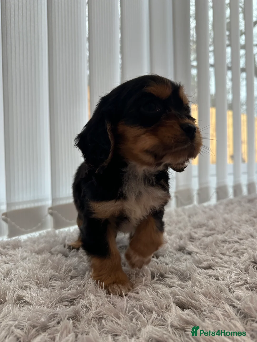 Cockalier dogs for sale: Cocker Spaniel Cavalier King Charles Puppy puppies - Advert 19