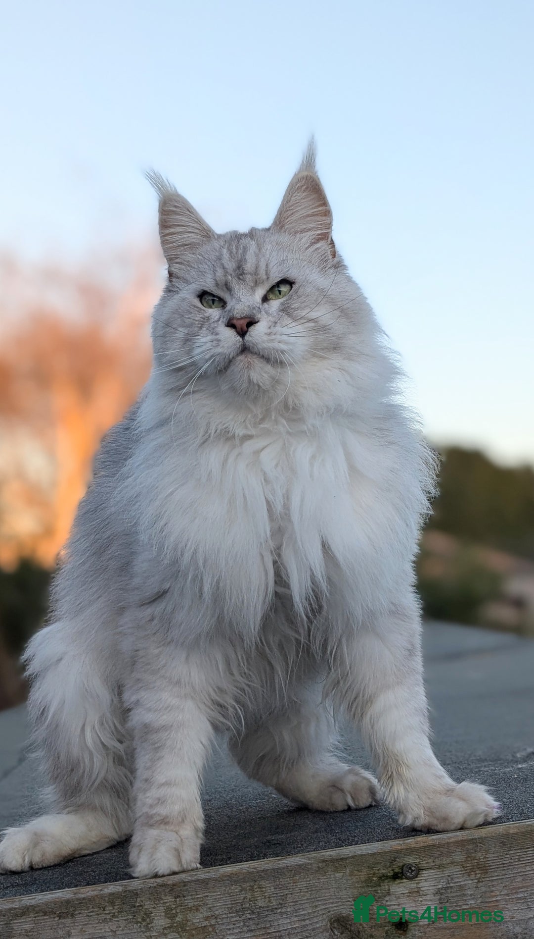 Maine Coon cats for sale: Black Silver Shaded proven stud boy - Advert 8